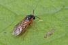 Selandria serva